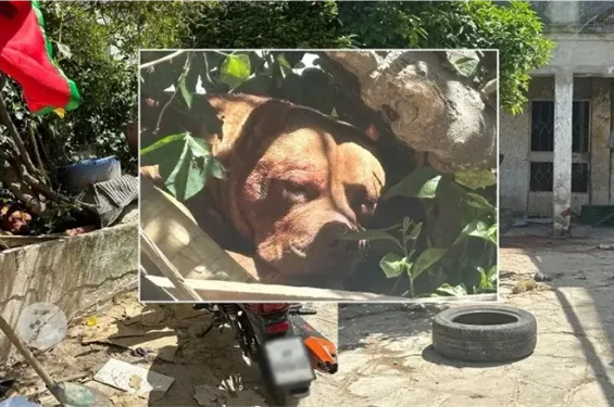 Can a dog kill its owner? What trainers say after the Tangier case