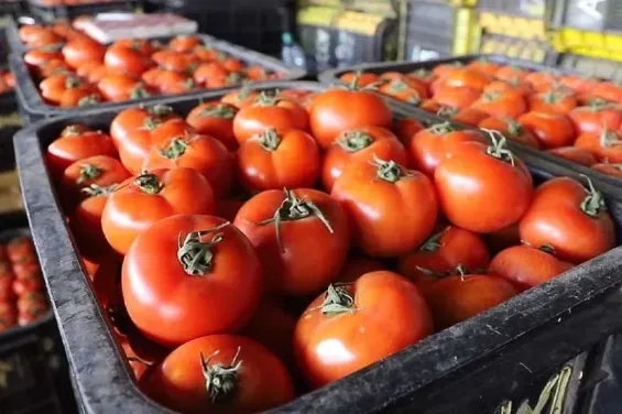 Tomato prices in Europe soar to record highs due to Morocco export restrictions