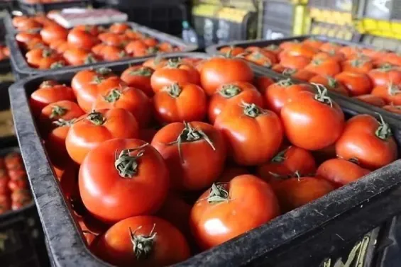 Andalusian minister calls for strict enforcement of tomato trade agreements with Morocco