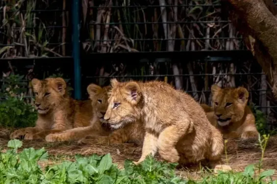 Rabat Zoo records births among 50 species in early 2026