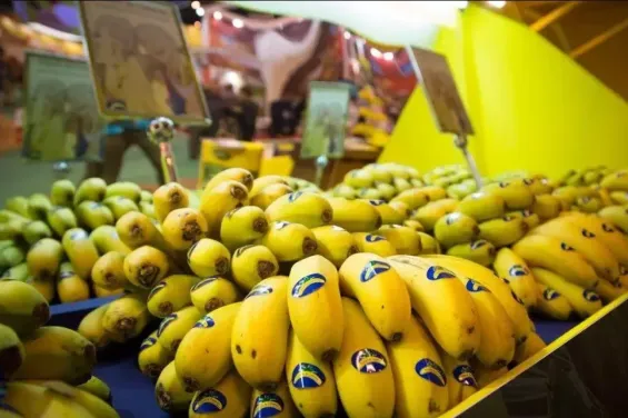 Morocco absorbs 3.6 million kilos of surplus bananas from the Canary Islands