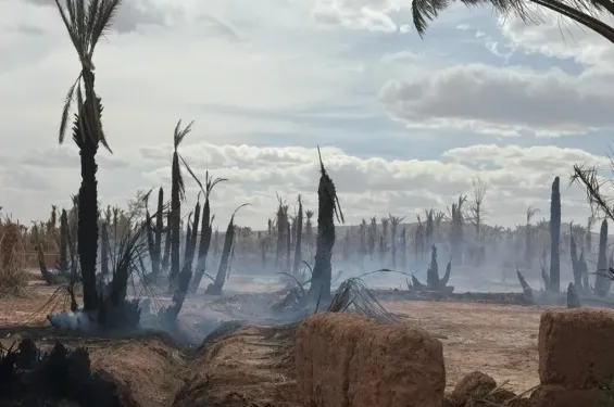 Massive fire devastates Ternata Oasis in Zagora region 