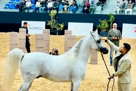 The Moroccan Arabian thoroughbred shines at the Emirates Arabian Horse Global Cup 2026