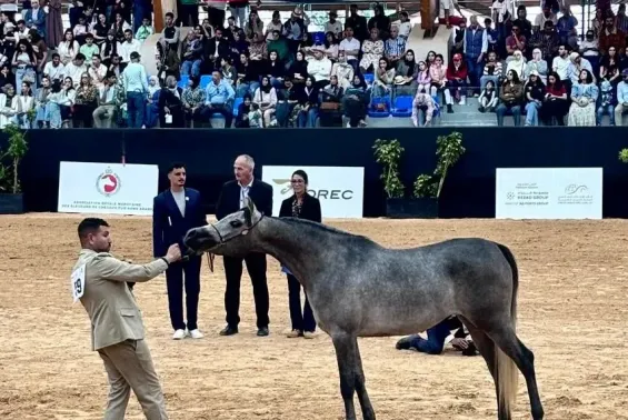 The Moroccan Arabian thoroughbred shines at the Emirates Arabian Horse Global Cup 2026