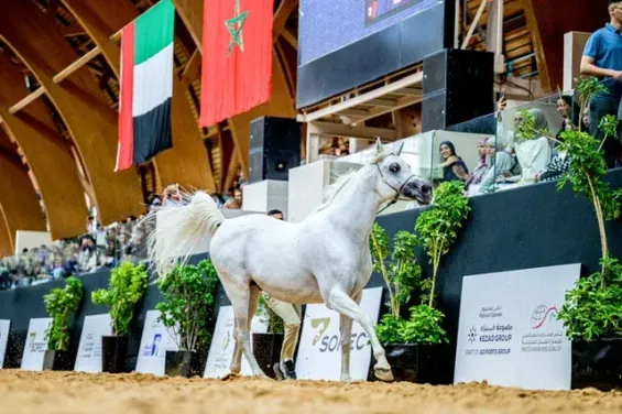 The Moroccan Arabian thoroughbred shines at the Emirates Arabian Horse Global Cup 2026