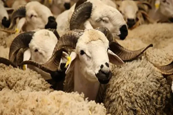 Morocco tightens Eid Al Adha livestock sales rules to curb price hikes