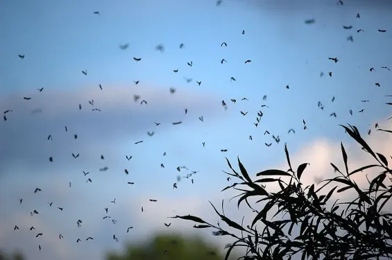 Morocco battles mosquito surge amid heatwave