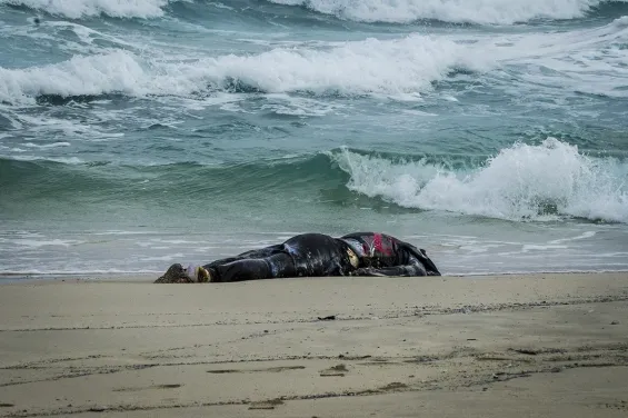 Body of young migrant washes ashore at Bades beach in Al Hoceima
