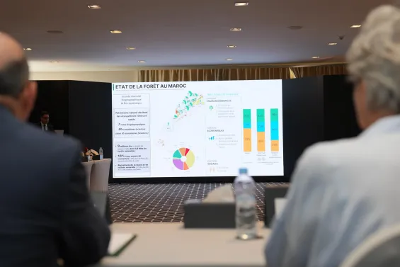 Morocco: New forestry strategy seeks to prevent MAD 5 billion in losses