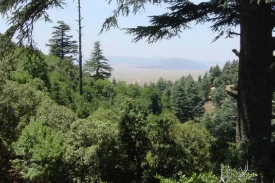 Morocco faces extreme forest fire risk in several provinces