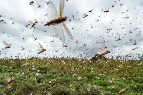 FAO warns of desert locust swarms in Morocco