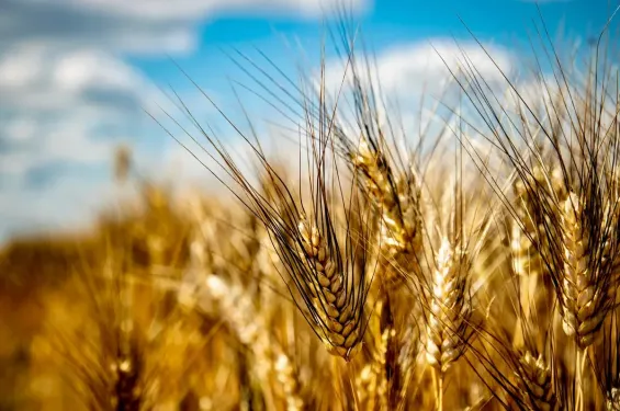 Morocco to roll out drought resistant durum wheat varieties