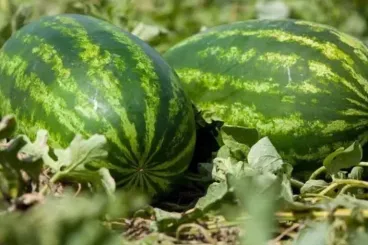 Moroccan watermelon exports to EU surge by 53 percent in 2025