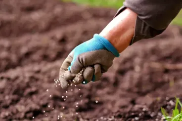 Morocco donates 1,000 tonnes of fertilizer to support Panama farmers