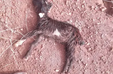 Mysterious disease threatens livestock in a village near Azilal, residents urge urgent intervention