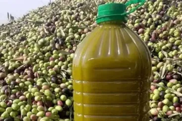 Morocco doubles its olive oil exports to Spain