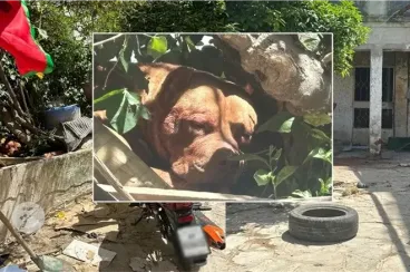 Can a dog kill its owner? What trainers say after the Tangier case