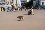 Le Maroc envisage de revoir son accord commercial avec la Turquie face à un déficit de 3 MM$