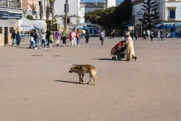 سائح بريطاني يلقى حتفه بسبب داء الكلب بعد تعرضه لعضة كلب ضال في المغرب
