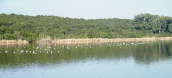 Nomad #46: La reserva natural de Sidi Boughaba, un oasis verde amenazado