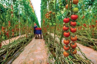 European Commission clarifies Western Sahara exports to EU markets