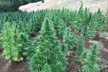 Cannabis production in Morocco rises to 19,576 quintals in 2025