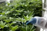 Cannabis légal : L'ANRAC dirigera une mission B2B à Amsterdam
