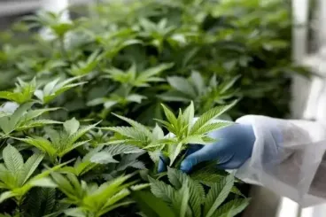 بعثة مغربية إلى أمستردام لفتح آفاق جديدة في تجارة القنب الهندي