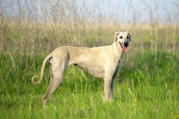 El sloughi, el galgo del norte de África con una historia milenaria
