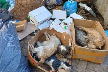 Cats poisoned in Nador spark outrage and call for investigation