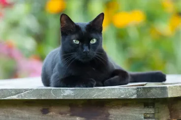 Study reveals European domestic cats originated from North Africa 2000 years ago
