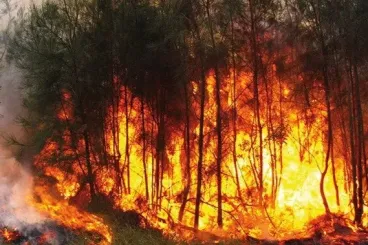 المغرب: السيطرة على 8 حرائق غابوية خلال 24 ساعة وتأثر 20 هكتارًا 