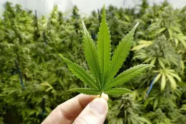 Morocco loses ground in global cannabis resin trade as new suppliers rise