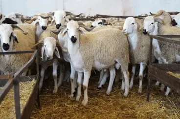 Morocco's livestock census sparks skepticism and calls for urgent review