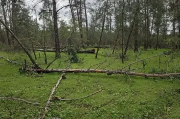 Maâmora Forest tree damage attributed to storms not logging, says agency