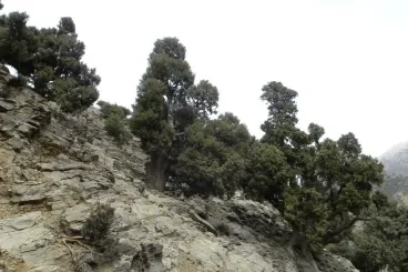Marruecos: El ciprés, un árbol antiguo en decadencia y un símbolo del Atlas
