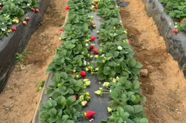 Marruecos: Los productores de frutos rojos luchan por recuperarse de las inclemencias del tiempo