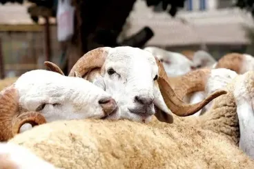 Moroccan government allocates 3.172 billion dirhams in direct aid to livestock farmers