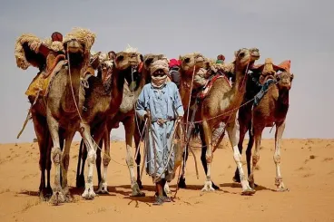 Ganaderos mauritanos proponen exportar dromedarios al Sahara marroquí