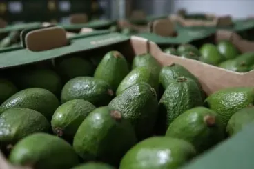 Morocco breaks avocado export records, surpassing 100,000 tons