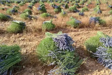 Morocco's aromatic plant sector rebounds after drought recovery