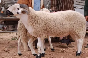 Morocco confirms Eid al-Adha 2026 for May 27