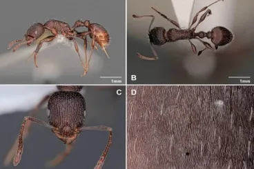 Maroc : Découverte de la nouvelle espèce de fourmis Temnothorax lailae à Chtouka Aït Baha