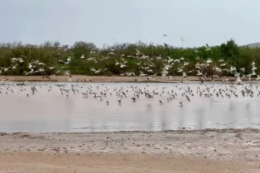 Essaouira hosts the World Wetlands Day