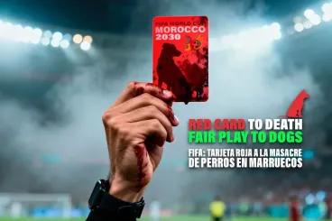 Spanish party launches campaign against the «killing of stray dogs» in Morocco