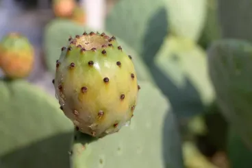 What’s driving up prickly pear prices in Morocco?
