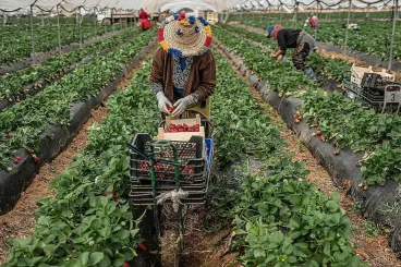 Huelva’s strawberry producers look to Morocco to tackle labor shortages