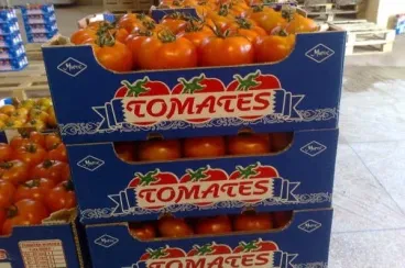 Moroccan tomatoes under scrutiny from European producers