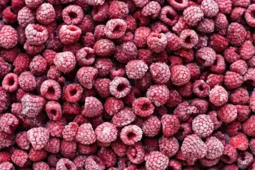 Pays-Bas : Le Maroc parmi les 5 principaux fournisseurs de framboises surgelées