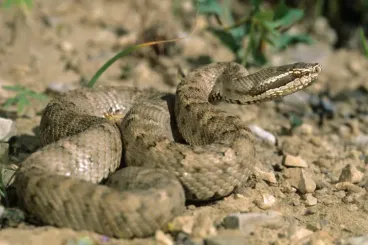 Été au Maroc : le danger caché des piqûres de scorpion et des morsures de serpent